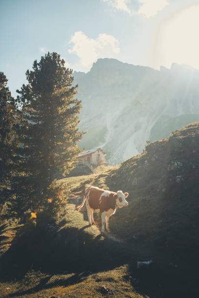 Cow relaxes in mountain meadow , forest and mountains distant, Dolomites