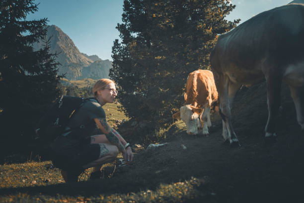 Young woman enjoys high mountain cows, Dolomites