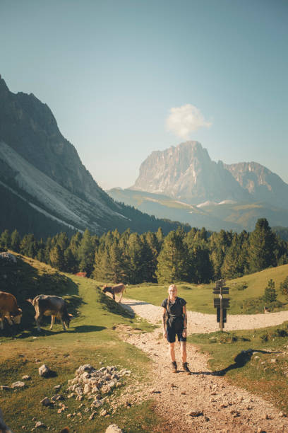 Young woman hikes by cows on high mountain pass, Dolomites