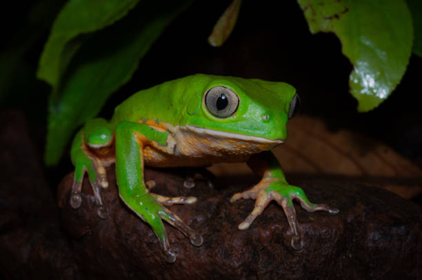 istock Phyllomedusa tetraploidea 2173972893