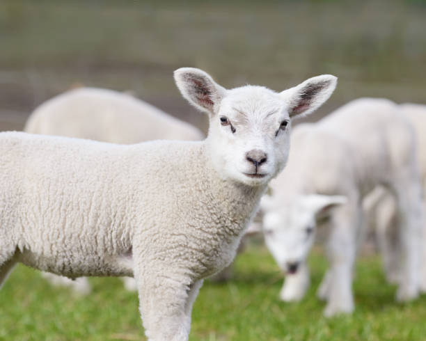 istock Cute white lamb in Springtime outside on meadow 2173973413