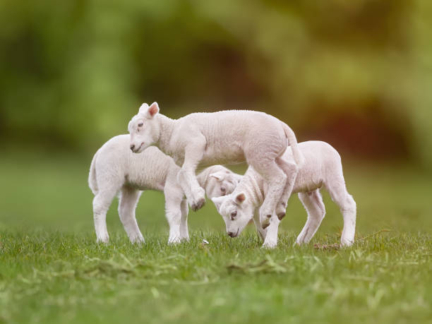 Sheep and lambs in the beautiful orchard, Somerset, UK