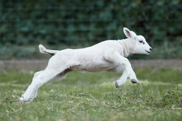 istock Cute white lambs playing and jumping on meadow 2173973498