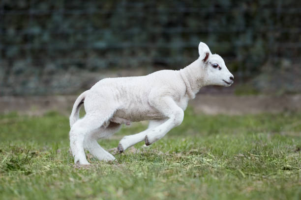 istock Cute white lambs playing and jumping on meadow 2173973532