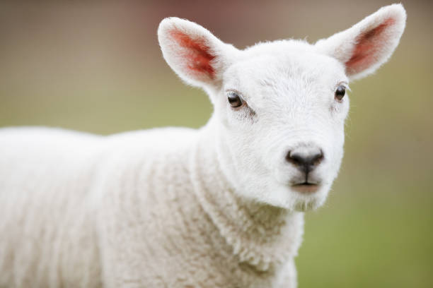 istock Cute white lamb in Springtime outside on meadow 2173973555