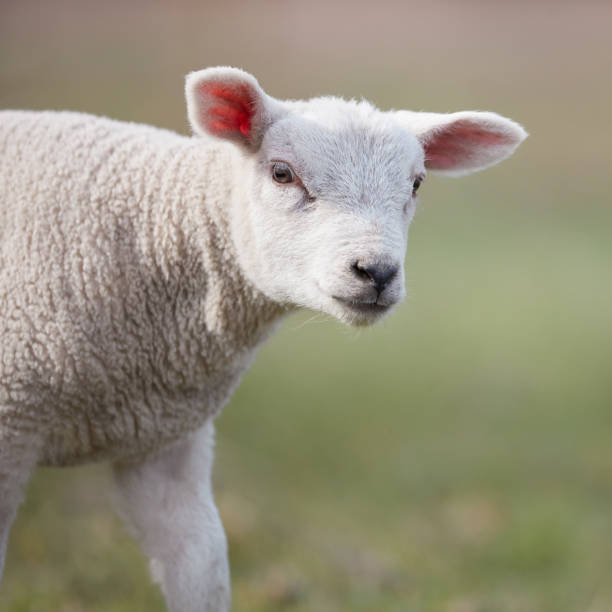 istock Cute white lamb in Springtime outside on meadow 2173973653