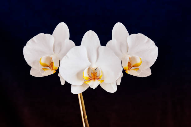 istock Studio shot of white orchids 2173973724