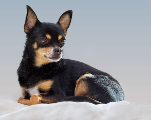 istock Black cute chihuahua on cushion 2173974236