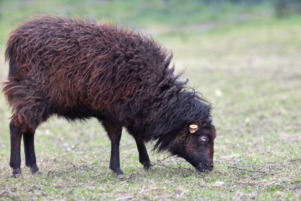 istock Brown female ouessant sheep ewe 2173974293
