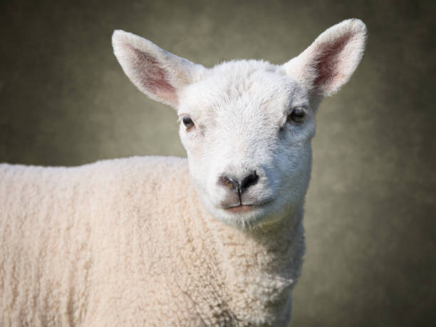istock Cute white lamb in Springtime outside on meadow 2173974322