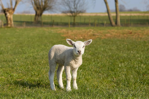 istock Cute white lamb in Springtime outside on meadow 2173974336