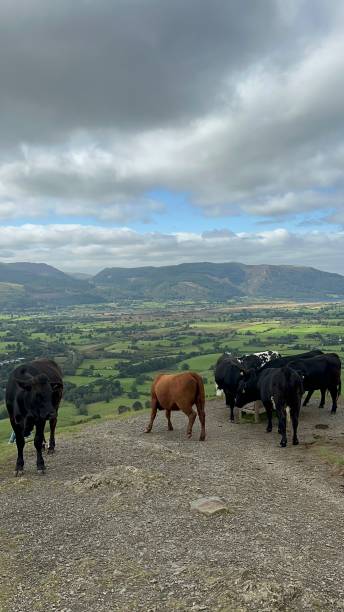 istock A herd of cows looking down atop a hill 2173976571