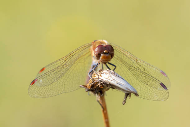 istock Common Darter, Sympetrum striolatum, male resting 2173977305