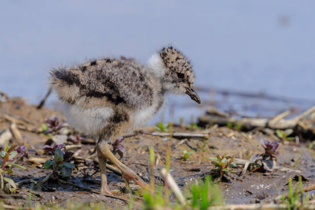 istock Northern lapwing chick, Vanellus vanellus, wading bird in a meadow 2173977389
