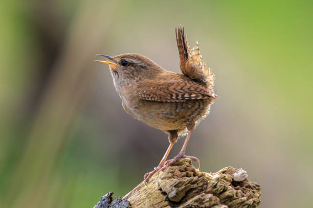 istock Eurasian Wren bird, Troglodytes troglodytes, display, singing and mating during Springtime 2173977398