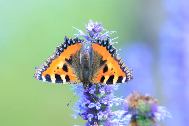 A Small Tortoiseshell butterfly in vegetation in the UK