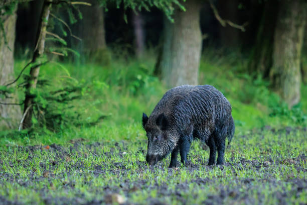istock A wild boar, swine or pig, Sus scrofa, foraging in a forest during dusk. 2173977525