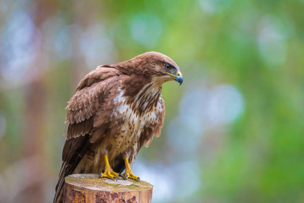 istock Common buzzard, Buteo Buteo, bird of prey perched 2173977576