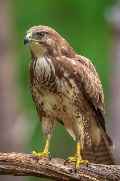 istock Common buzzard, Buteo Buteo, bird of prey perched 2173977652