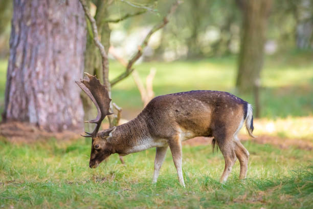 istock Fallow deer, Dama Dama, grazing in a field 2173977805