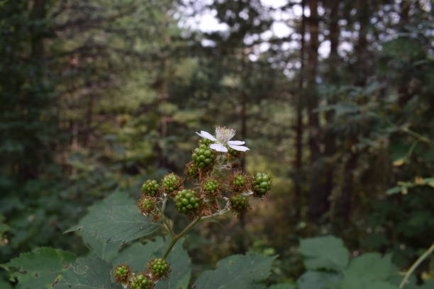 Wild blackberry bush with unripe berries and a flower is blooming in a forest