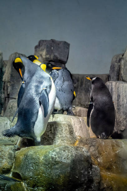 istock King penguins gather on rocks, interacting in their aquatic environment. 2173979899