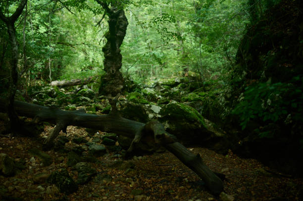 istock Forest trail beside a flowing stream, surrounded by lush greenery, moss-covered rocks, and natural beauty. Ideal for outdoor, hiking, and nature themes 2173983008