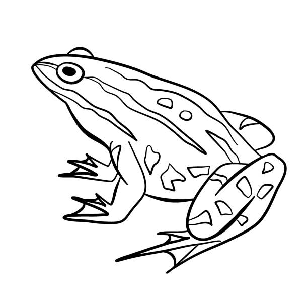 istock Frog Outline Cartoon Colored Amphibians Animal Illustration for Coloring Book 2173983899