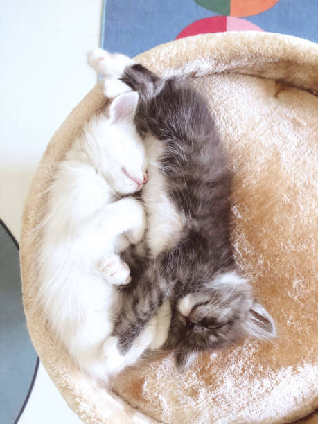istock two cute kittens white and gray are sleeping cuddled next to each other. 2173984032