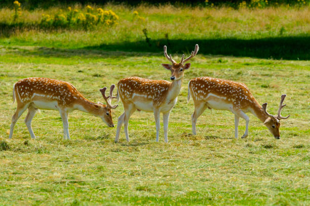 istock Three male fallow deer enjoying the summer sunshine. 2173984120