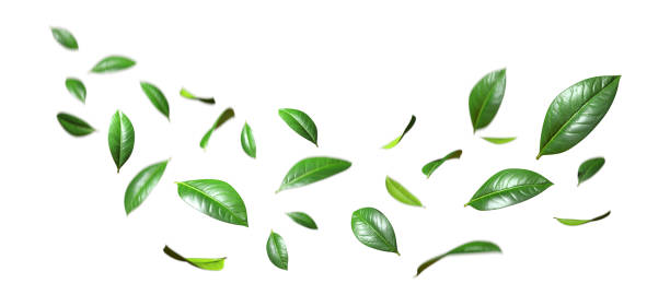 istock Realistic green leaves movement flying isolate on white backgrounds 3d rendering 2173984268