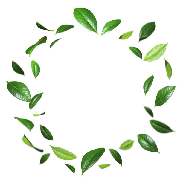 istock Realistic leafs flying movement swirl around circles cutout white backgrounds 3d render 2173984276