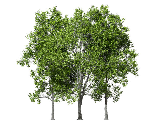 istock Greenery jungle trees group standing outside cut-out white backgrounds 3d rendering 2173984279