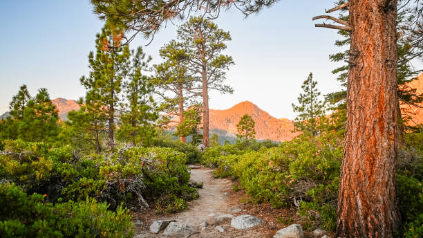 istock Hiking Trail through Pine Trees in Emerald Bay State Park California 2173984355