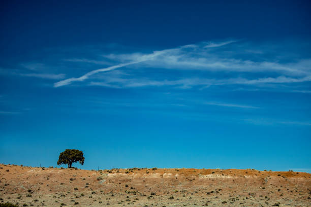Tree, lone tree on top of a hill along the highway on a bright, clear day with lots of sunshine.  Photograph is fairly generic and shows a typical scene of the desert southwest in the United States.  This particular photo was taken in a remote area of eastern Arizona and south of the Petrified Forest and Painted Desert.