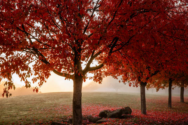 Maple tree in Stanley Park, Vancouver, displays its autumn leaves