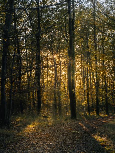 istock Serene Autumn Forest with Golden Leaves and Sunlit Trees 2173987376