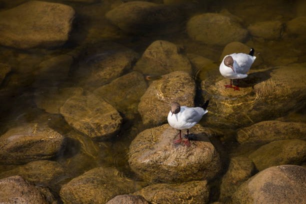 In this set of pictures we can see some ground squirrels, that have brown color. And they look pretty fat ones. Also Gull or Seagulls birds resting on the rocks.