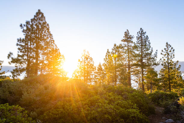 Sunrise Through Pine Trees at Emerald Bay State Park California