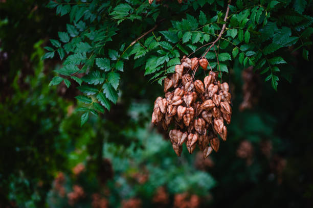 A cluster of dried brown seed pods hangs from a green leafy branch, contrasting the fresh leaves with the signs of seasonal change. The background features a blurred tree trunk and grassy area.