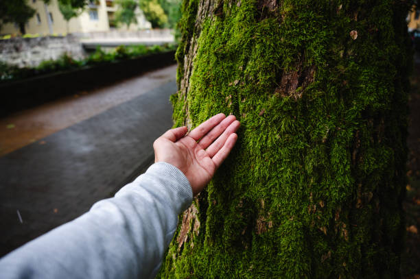istock Hand touching moss-covered tree in urban park 2173988482