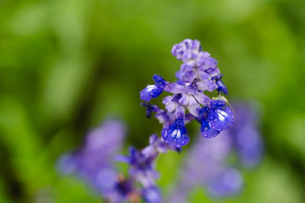 A close-up of a purple flower with fresh dew drops on its petals, set against a blurred green background. The vibrant colors and details of the water droplets create a serene, natural atmosphere.