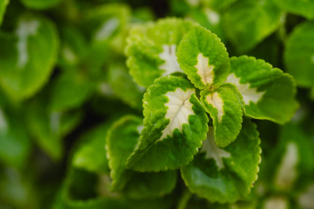 A close-up of variegated green and white leaves with serrated edges growing in a garden. The vibrant contrast between the two colors creates a striking and decorative natural pattern.