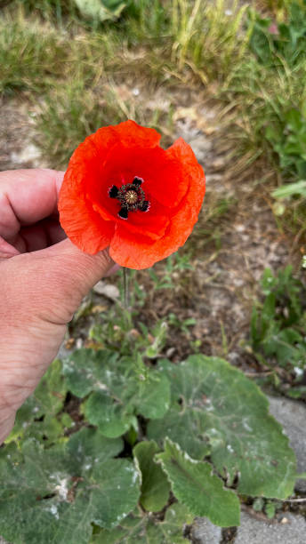 istock Red poppy, flower in a man's hand 2173989258