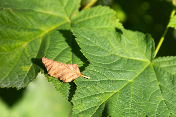 Green background with two leaves and one yellow leaf, landscape background.