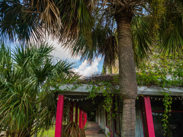 Tall majestic palm tree near  footpath to beach at Indian Rocks Beach on the gulf coast of Florida