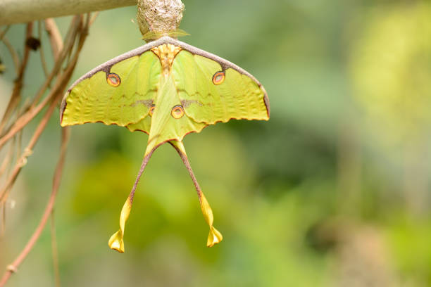 istock Close up of Comet moth, large nocturnal butterfly 2173992109