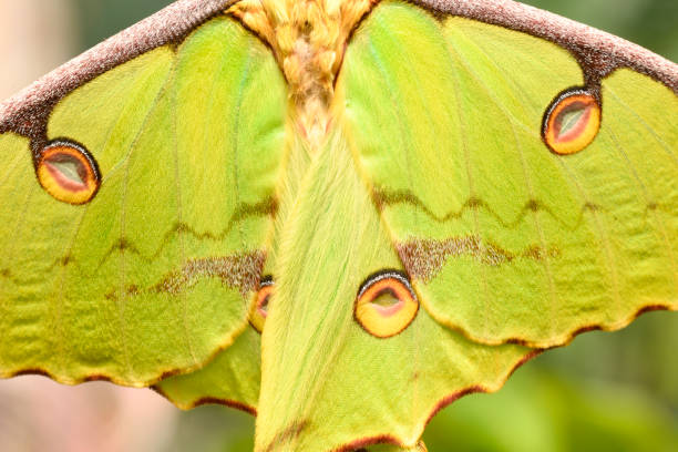 istock Close up of Comet moth, large nocturnal butterfly 2173992120