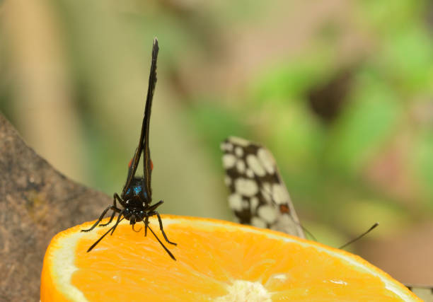 istock Black, white, orange and blue tropical butterfly 2173992245