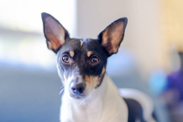 A Toy Fox Terrier dog playing with his owner